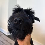 Legend, a giant schnauzer